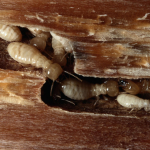 Organic Pest Control for Termites using neem